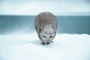 Morph: Arctic fox (Vulpes lagopus) walking through a snowstorm