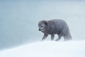 Morph: Arctic fox (Vulpes lagopus) walking through a snowstorm