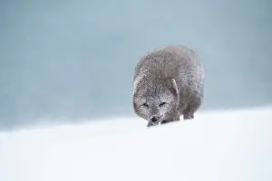 Morph: Arctic fox (Vulpes lagopus) walking through a snowstorm