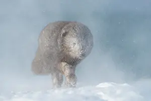 Morph: Arctic fox (Vulpes lagopus) walking through a snowstorm