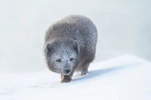 Morph: Arctic fox (Vulpes lagopus) walking through a snowstorm