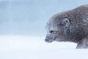 Morph: Arctic fox (Vulpes lagopus) walking through a snowstorm