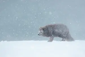 Morph: Arctic fox (Vulpes lagopus) walking through a snowstorm