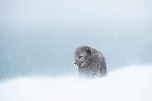 Morph: Arctic fox (Vulpes lagopus) walking through a snowstorm