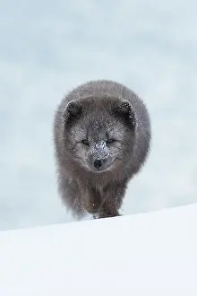 Morph: Arctic fox (Vulpes lagopus) walking through a snowstorm