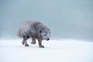 Morph: Arctic fox (Vulpes lagopus) walking through a snowstorm