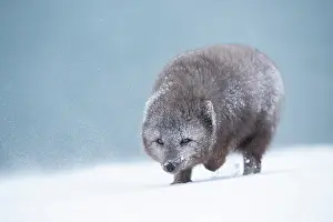 Morph: Arctic fox (Vulpes lagopus) walking through a snowstorm