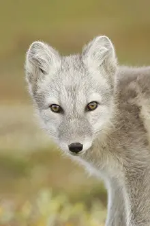 Dovrefjell: Arctic fox (Vulpes lagopus) white portrait, Nor