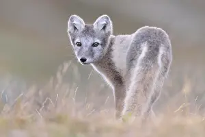 Sunndalsfjella: Arctic fox (Vulpes lagopus), young, Dovrefjell