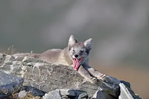 Lagopus: Arctic fox (Vulpes lagopus), young lying on a rock