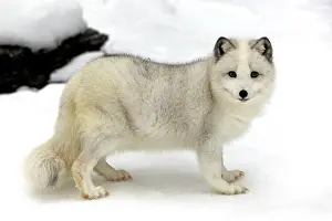 Alopex: Arctic fox, white fox, polar fox or snow fox (Vulpes