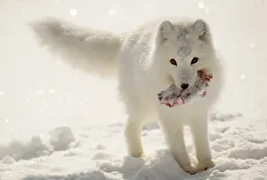 Andrey Zvoznikov: ARCTIC FOX - winter hides prey in snow
