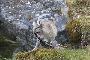 051217: Arctic Fox - young cub with food - Svalbard, Norway