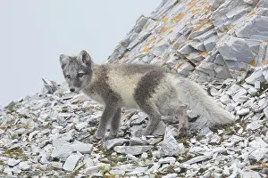 051217: Arctic Fox - young cub in summer - Svalbard, Norway
