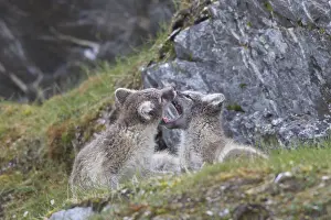 051217: Arctic Fox, - young cubs playing - Svalbard, Norway