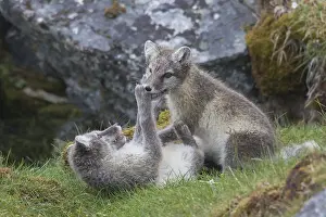 051217: Arctic Fox, - young cubs playing - Svalbard, Norway