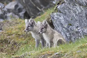 051217: Arctic Fox, - young cubs in summer - Svalbard, Norway
