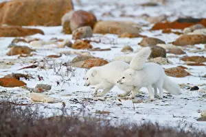 Omnivore: Arctic Foxes (Alopex lagopus) Churchill