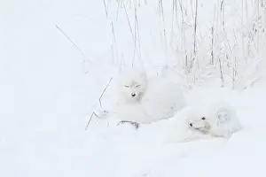 Alopex: Two Arctic Foxes (Alopex lagopus) in snow