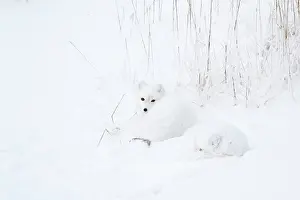 Alopex: Two Arctic Foxes (Alopex lagopus) in snow