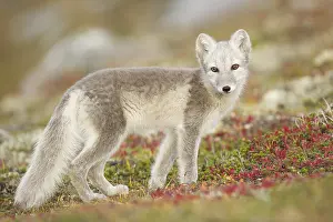 Dovrefjell: Arctic fox(Vulpes lagopus) white side view in a