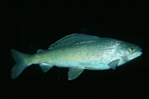 Arcticus: Arctic Grayling