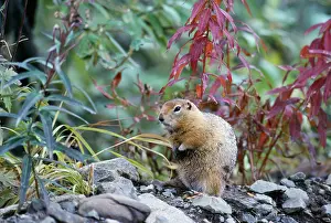 Citellus: Arctic Ground Squirrel