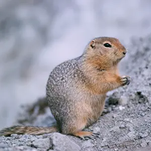 Arctic Ground Squirrel