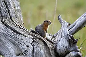 Parryii: Arctic Ground Squirrel