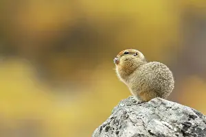 Spermophilus: Arctic Ground Squirrel