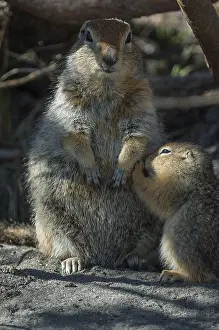 Urocitellus: Arctic Ground Squirrel adult with juvenile - Arctic