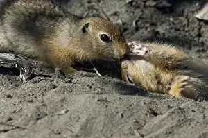 Urocitellus: Arctic Ground Squirrel adult with juvenile - Arctic
