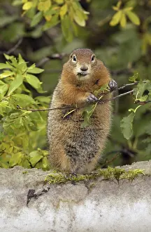 Urocitellus: Arctic Ground Squirrel eating- Arctic Ground Squirrel
