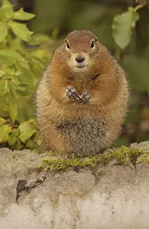 Urocitellus: Arctic Ground Squirrel eating- Arctic Ground Squirrel