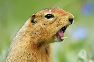 Screaming: Arctic Ground Squirrel emits a whistle to warn