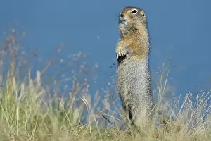 Spermophilus: Arctic Ground Squirrel (Spermophilus parryii), Katmai