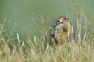 Spermophilus: Arctic Ground Squirrel (Spermophilus parryii), Junction