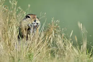 Spermophilus: Arctic Ground Squirrel (Spermophilus parryii), Junction