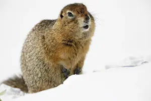 Denali: Arctic Ground Squirrel (Spermophilus parryii) i