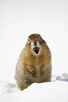 Denali: Arctic Ground Squirrel (Spermophilus parryii) i