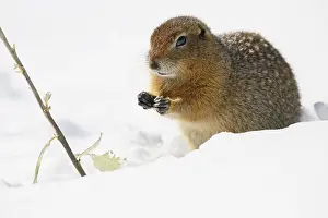 Denali: Arctic Ground Squirrel (Spermophilus parryii) s