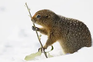 Denali: Arctic Ground Squirrel (Spermophilus parryii) s