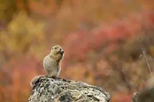 Denali: Arctic Ground Squirrel (Spermophilus parryii) s