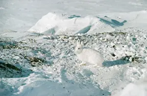 Arctic Hare
