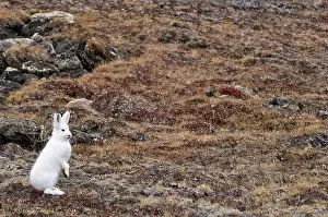 Tour: Arctic hare (Lepus articus) Franz Joseph