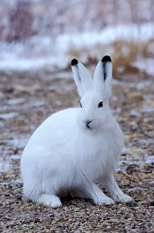 Arcticus: Arctic Hare sitting in arctic tundra