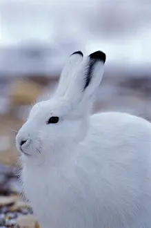 Arctic Hare sitting in tundra