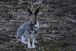Arctic Hare sitting in the tundra - Arctic Hare