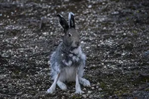 Hares: Arctic Hare sitting in the tundra - Arctic Hare