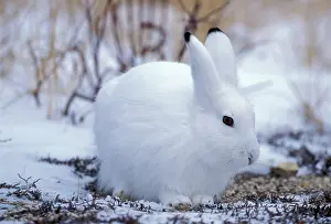 Arctic Hare sitting in tundra, in snow
